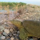 Euphrat-Weichschildkröte, Rafetus euphraticus, aus der Türkei– © Yusuf Bayrakci