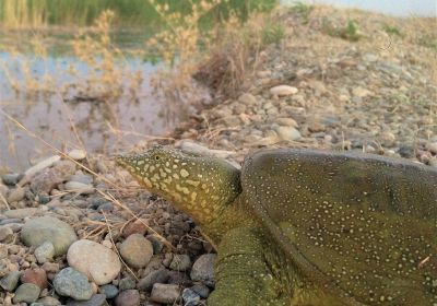 Rafetus euphraticus – Euphrat-Weichschildkröte