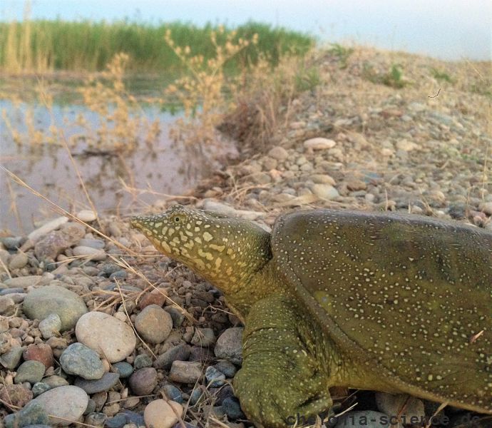 Euphrat-Weichschildkröte, Rafetus euphraticus, aus der Türkei– © Yusuf Bayrakci Euphrat-Weichschildkröte, Rafetus euphraticus, aus der Türkei– © Yusuf Bayrakci