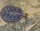 Hainan-Pfauenaugen-Sumpfschildkröte, Sacalia insulensis, – © Fanrong Xiao