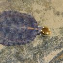 Hainan-Pfauenaugen-Sumpfschildkröte, Sacalia insulensis, – © Fanrong Xiao