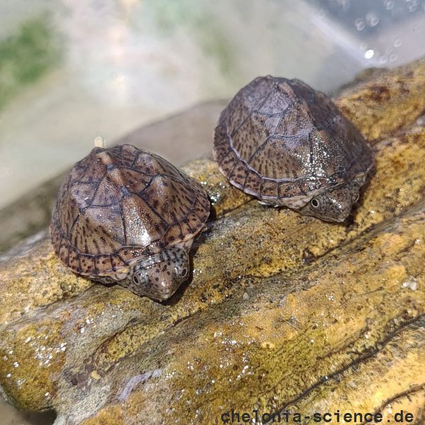 Kleine Moschusschildkröte, Sternotherus minor minor, zwei Schlüpflinge – © Annett Werner Kleine Moschusschildkröte, Sternotherus minor minor, zwei Schlüpflinge – © Annett Werner