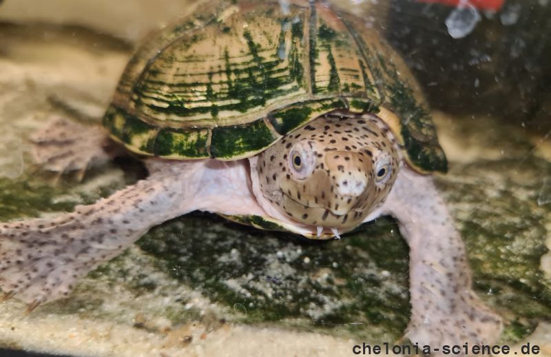 Kleine Moschusschildkröte, Sternotherus minor minor, ein adultes Weibchen – © Annett Werner Kleine Moschusschildkröte, Sternotherus minor minor, ein adultes Weibchen – © Annett Werner