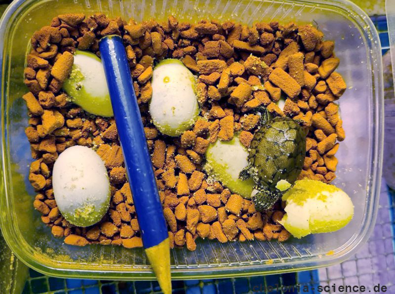 Nördliche Zwerg-Moschusschildkröte, Sternotherus minor peltifer, ein Gelege im Inkubator mit einem Schlüpfling– © Annett Werner Nördliche Zwerg-Moschusschildkröte, Sternotherus minor peltifer, ein Gelege im Inkubator mit einem Schlüpfling– © Annett Werner