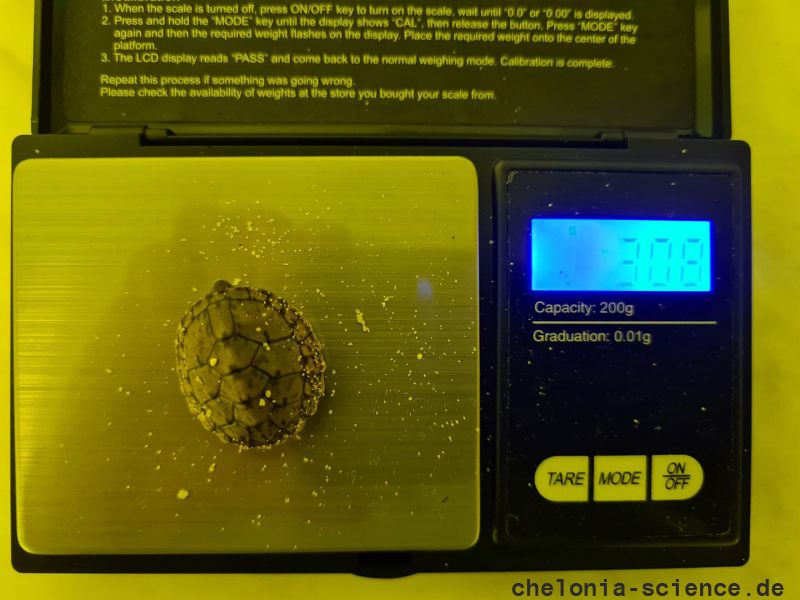 Nördliche Zwerg-Moschusschildkröte, Sternotherus minor peltifer, ein Schlüpfling auf der Waage – © Annett Werner Nördliche Zwerg-Moschusschildkröte, Sternotherus minor peltifer, ein Schlüpfling auf der Waage – © Annett Werner