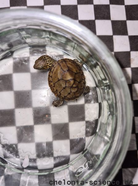 Nördliche Zwerg-Moschusschildkröte, Sternotherus minor peltifer, ein Schlüpfling – © Annett Werner Nördliche Zwerg-Moschusschildkröte, Sternotherus minor peltifer, ein Schlüpfling – © Annett Werner