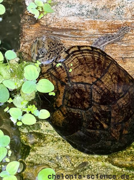Nördliche Zwerg-Moschusschildkröte, Sternotherus minor peltifer, eine 7,5 Jahre alte weibliche Nachzucht – © Annett Werner Nördliche Zwerg-Moschusschildkröte, Sternotherus minor peltifer, eine 7,5 Jahre alte weibliche Nachzucht – © Annett Werner