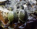 Mittelamerikanische Schmuckschildkröte, Trachemys venusta, – © Hans-Jürgen Bidmon