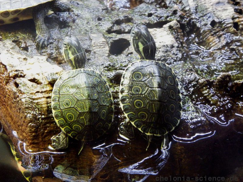 Mittelamerikanische Schmuckschildkröte, Trachemys venusta, – © Hans-Jürgen Bidmon Mittelamerikanische Schmuckschildkröte, Trachemys venusta, – © Hans-Jürgen Bidmon