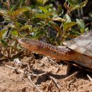 Chaco-Sumpfschildkröte, Acanthochelys pallidipectoris, – © Thomas Vinke