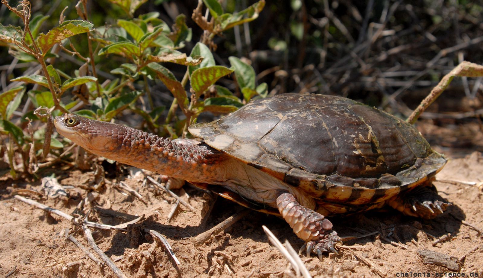 Chaco-Sumpfschildkröte, Acanthochelys pallidipectoris, – © Thomas Vinke