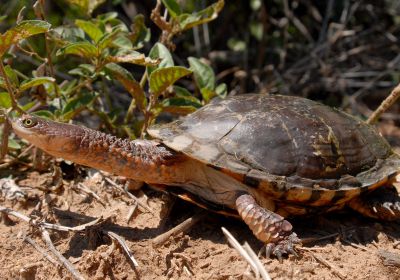 Chaco-Sumpfschildkröte, Acanthochelys pallidipectoris, – © Thomas Vinke