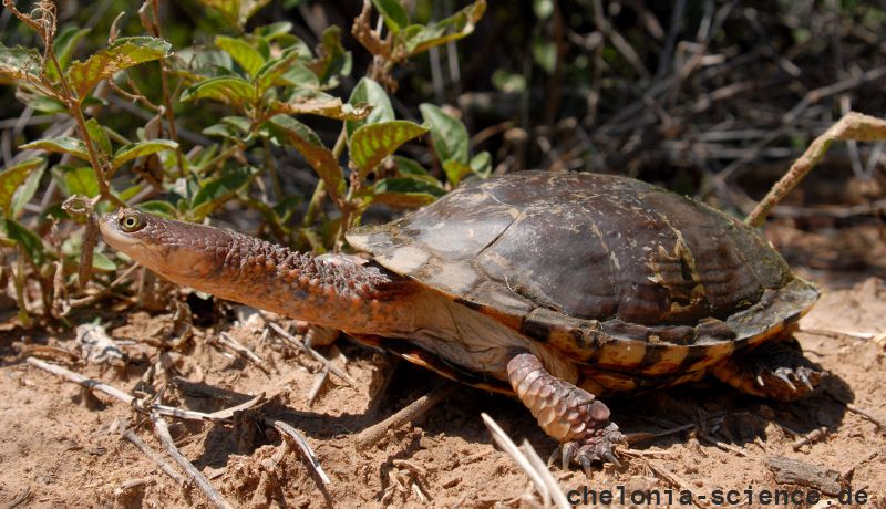 Chaco-Sumpfschildkröte, Acanthochelys pallidipectoris, – © Thomas Vinke Chaco-Sumpfschildkröte, Acanthochelys pallidipectoris, – © Thomas Vinke
