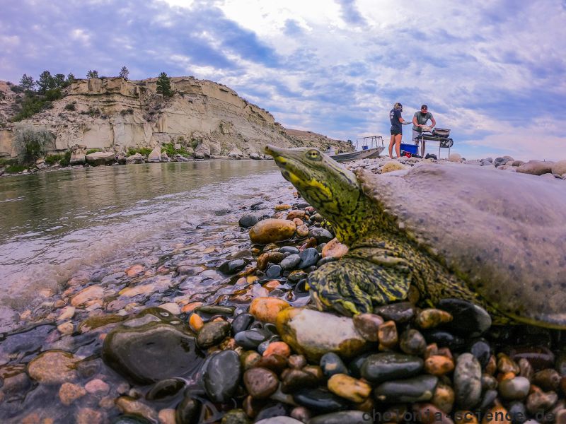 Dornrand-Weichschildkröte, Apalone spinifera, ein Tier vom Yellowstone und die Crew – © Kayhan Ostovar Dornrand-Weichschildkröte, Apalone spinifera, ein Tier vom Yellowstone und die Crew – © Kayhan Ostovar