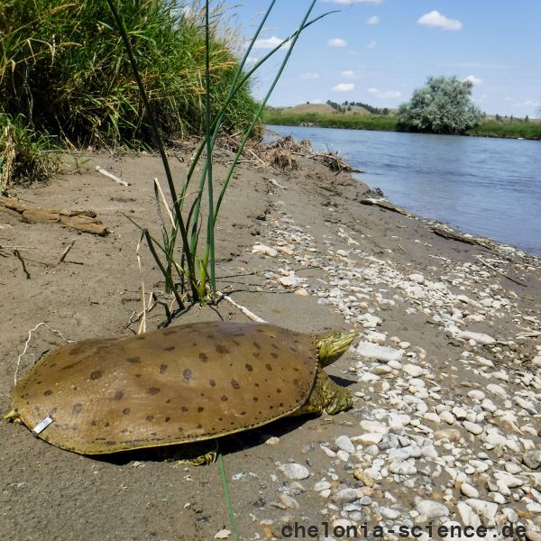 Dornrand-Weichschildkröte, Apalone spinifera, ein adultes Exemplar vom Bighorn mit Fleckenmuster – © Kayhan Ostovar Dornrand-Weichschildkröte, Apalone spinifera, ein adultes Exemplar vom Bighorn mit Fleckenmuster – © Kayhan Ostovar