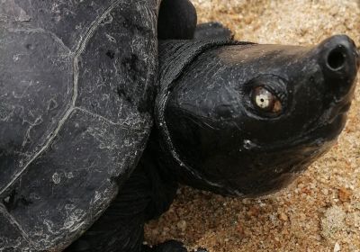 Südliche Batagur-Schildkröte, Batagur affinis, – © Mohd Hairul Mohd Salleh