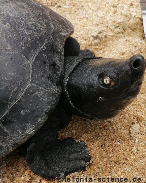 Südliche Batagur-Schildkröte, Batagur affinis, – © Mohd Hairul Mohd Salleh