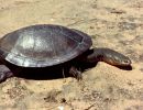 chelodina expansa bruce c. chessman 01