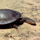 chelodina expansa bruce c. chessman 01