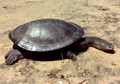 Chelodina expansa – Riesen-Schlangenhalsschildkröte