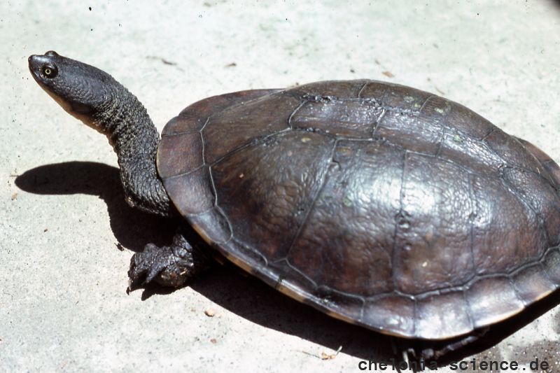 Glattrückige Schlangenhalsschildkröte, Chelodina longicollis, © Bruce C. Chessman Glattrückige Schlangenhalsschildkröte, Chelodina longicollis, © Bruce C. Chessman