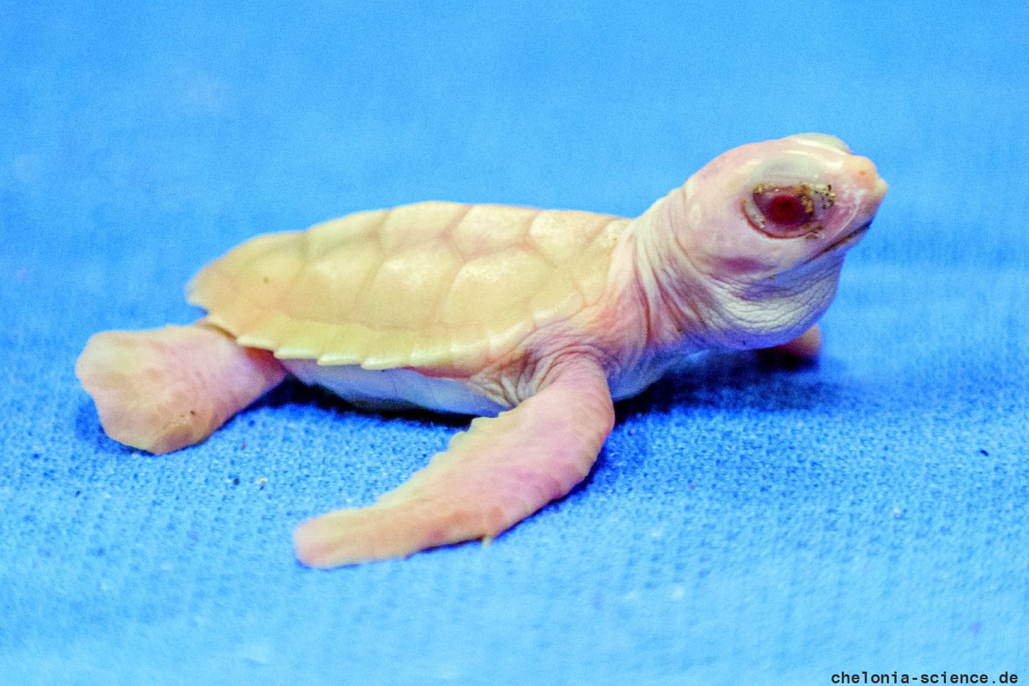 Grüne Meeresschildkröte, Chelonia mydas, ein Albino-Schlüpfling – © Justin R. Perrault