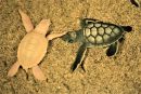 Gr&uuml;ne Meeresschildkr&ouml;te, Chelonia mydas, ein Albino und ein normal pigmentierter Schl&uuml;pfling &ndash; &copy; Justin R. Perrault