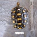 Köhlerschildkröte, Chelonoidis carbonaria, – © Pierina Mendoza Köhlerschildkröte, Chelonoidis carbonaria, – © Pierina Mendoza