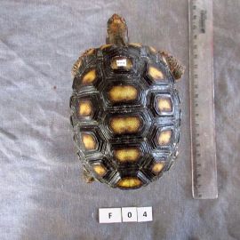 Köhlerschildkröte, Chelonoidis carbonaria, – © Pierina Mendoza