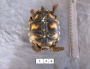 Köhlerschildkröte, Chelonoidis carbonaria, – © Pierina Mendoza