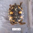 Köhlerschildkröte, Chelonoidis carbonaria, – © Pierina Mendoza