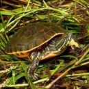 Westliche Langhalsschmuckschildkröte, Deirochelys reticularia miaria, – © Brandon C. Bowers