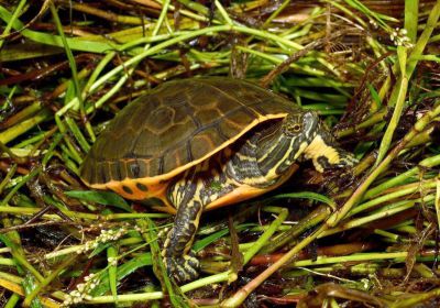 Westliche Langhals-Schmuckschildkröte, Deirochelys reticularia miaria, – © Brandon C. Bowers