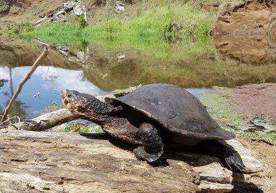 Weißkehl-Schnappschildkröte, Elseya albagula, – © Marilyn Connell