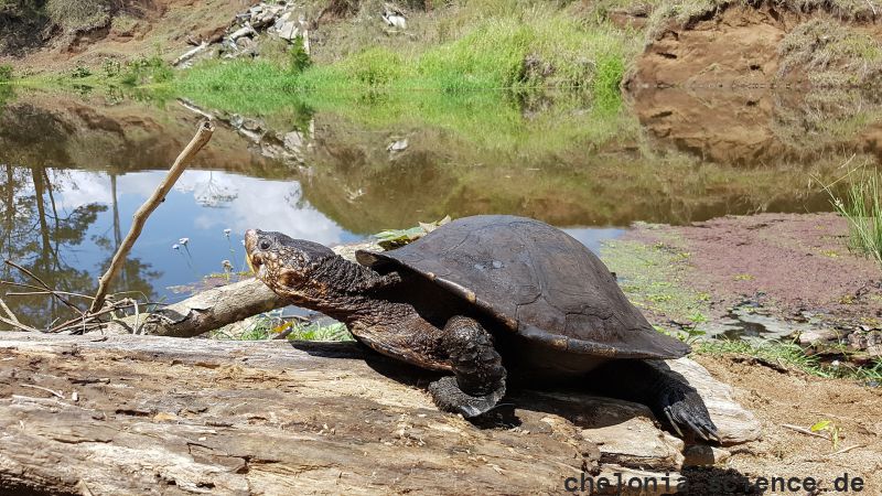 Weißkehl-Schnappschildkröte, Elseya albagula, ein weibliches Tier nimmt ein Sonnenbad – © Marilyn Connell