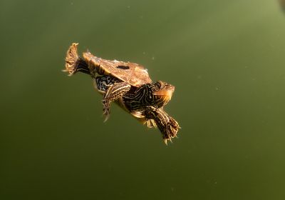 Landkarten-Höckerschildkröte, Graptemys geographica, – © Grégory Bulté