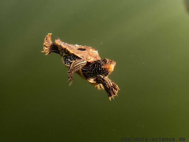 Landkarten-Höckerschildkröte, Graptemys geographica,– © Grégory Bulté