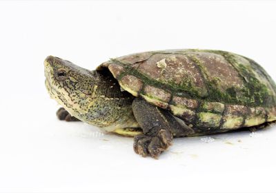 Kinosternon hirtipes – Rauhfuß-Klappschildkröte