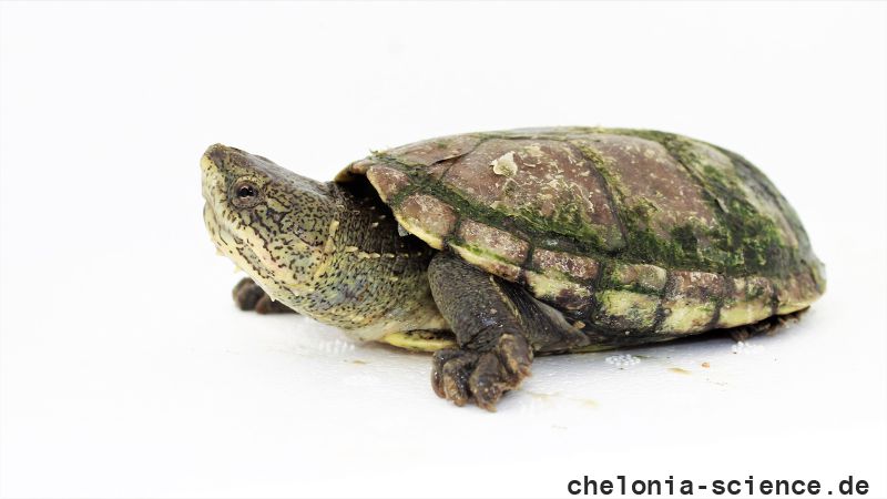 Rauhfuß-Klappschildkröte, Kinosternon hirtipes, – © Eduardo Reyes Grajales