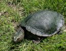 Bells Schnappschildkröte, Myuchelys bellii, – © Bruce C. Chessman