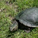 Bells Schnappschildkröte, Myuchelys bellii, – © Bruce C. Chessman