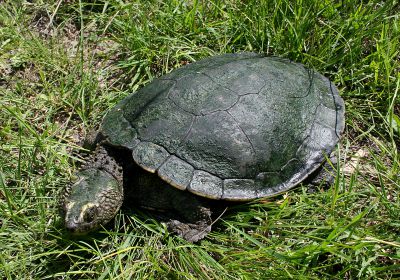 Bells Schnappschildkröte, Myuchelys bellii, – © Bruce C. Chessman