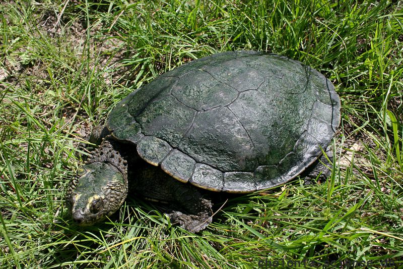 Bells Schnappschildkröte, Myuchelys bellii, – © Bruce C. Chessman Bells Schnappschildkröte, Myuchelys bellii, – © Bruce C. Chessman