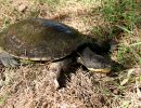 Manning-Schnappschildkröte, Myuchelys purvisi, – © Bruce C. Chessman