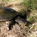 Manning-Schnappschildkröte, Myuchelys purvisi, – © Bruce C. Chessman