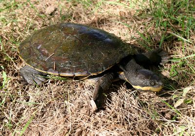 Manning-Schnappschildkröte, Myuchelys purvisi, – © Bruce C. Chessman