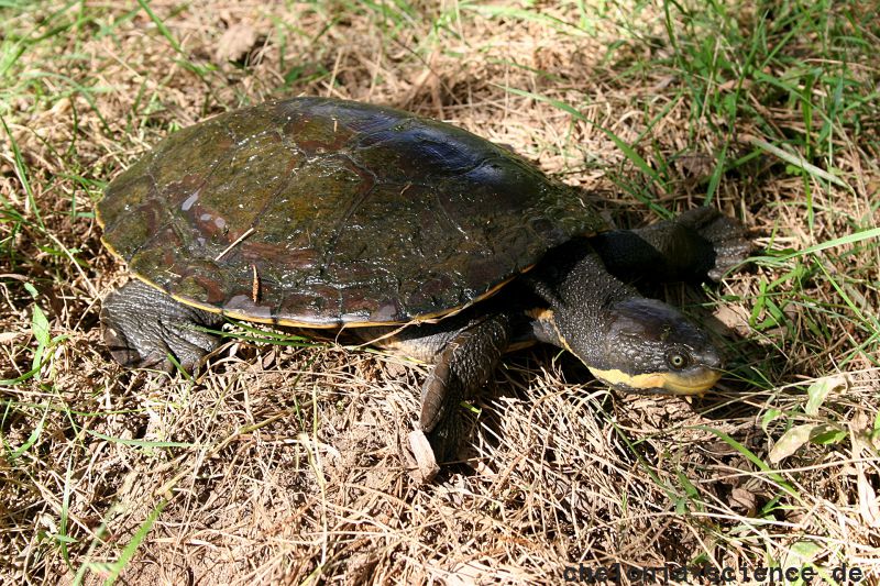 Manning-Schnappschildkröte, Myuchelys purvisi, – © Bruce C. Chessman