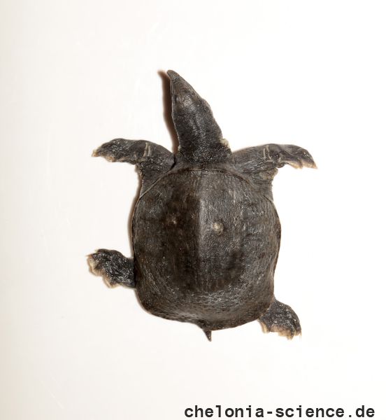 Huangshan-Weichschildkröte, Pelodiscus huangshanensis sp. nov., Dorsal Ansicht des Holotypes – © Song Huang und Yan An Gong Huangshan-Weichschildkröte, Pelodiscus huangshanensis sp. nov., Dorsal Ansicht des Holotypes – © Song Huang und Yan An Gong