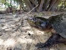 Dumerils-Schienenschildkröte, Peltocephalus dumerilianus sp. nov., – © Eduardo Gentil