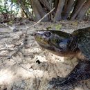 Dumerils-Schienenschildkröte, Peltocephalus dumerilianus sp. nov., – © Eduardo Gentil